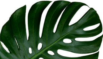 leaf video mobile