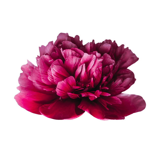 LauraSeiler IAM Flower 02