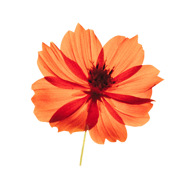 LauraSeiler IAM Flower cosmos