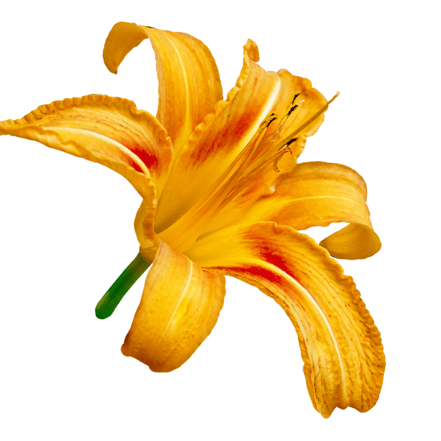 LauraSeiler IAM Flower lily