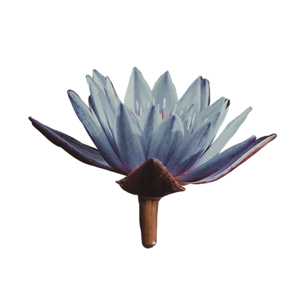 LauraSeiler IAM Flower lotus