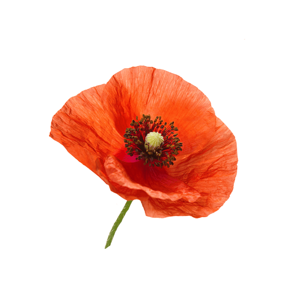 LauraSeiler IAM Flower mohn