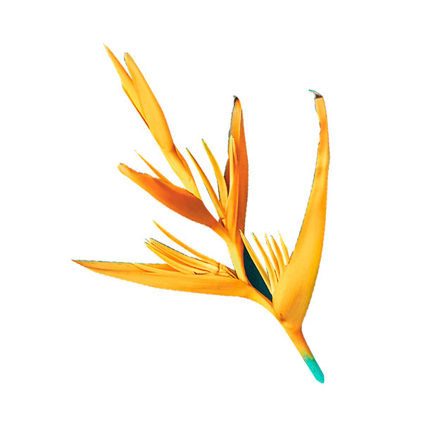 LauraSeiler IAM Flower paradiesvogelblume